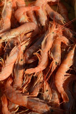 Çiğ karides langoustina. Balık lekesinden fotoğraf çek..