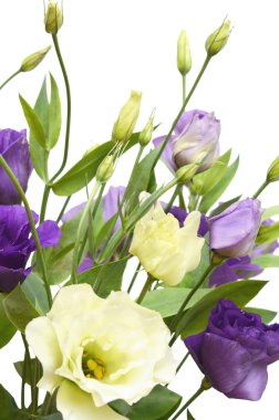 Eustoma