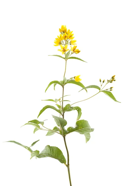 Lysimachia vulgaris — Fotografia de Stock