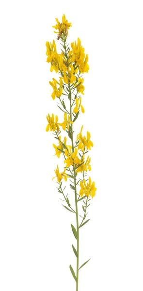 Tintoria genista — Foto de Stock