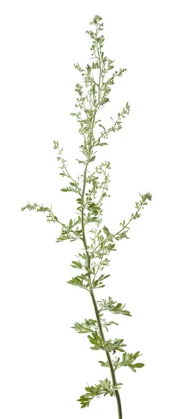 Wormwood — Stock Photo, Image