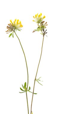 Anthyllis vulneraria