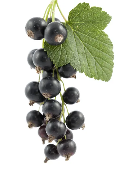 Black currant — Stock Photo, Image