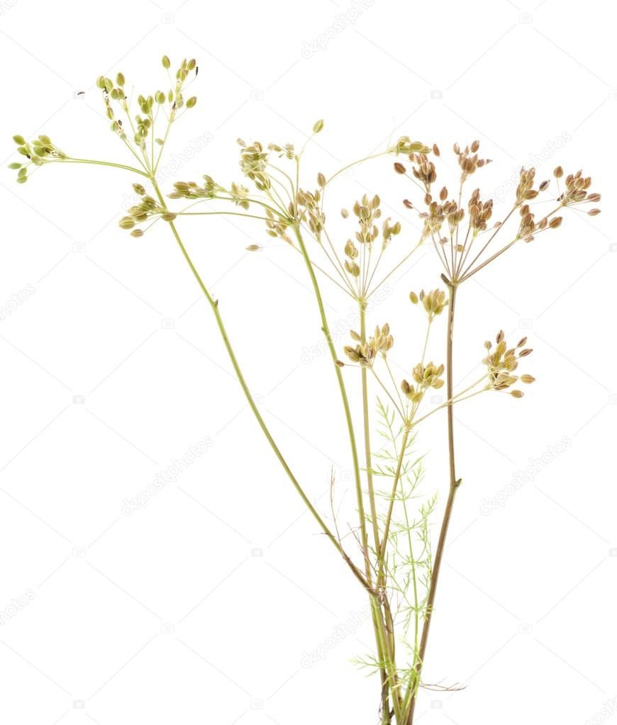 Plant cumin — Stock Photo © dabjola 12508042