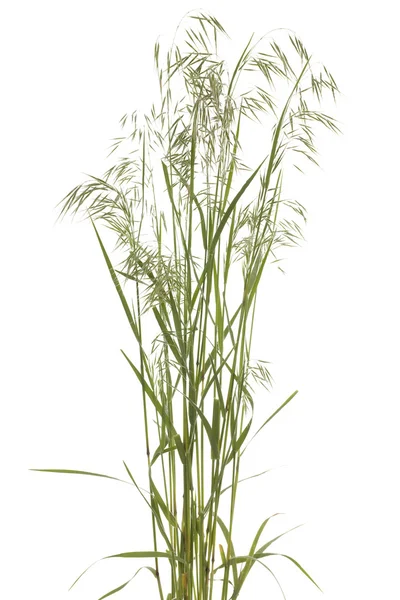 Bromus tectorum — Φωτογραφία Αρχείου