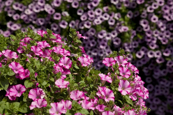 Petunia rosa — Foto Stock