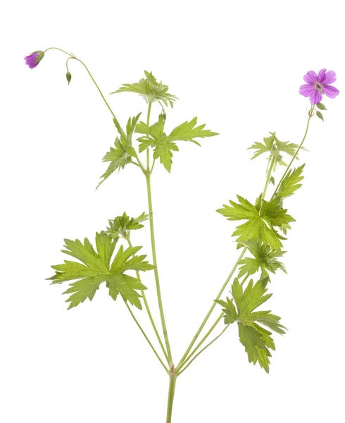 Geranium — Stock Photo, Image