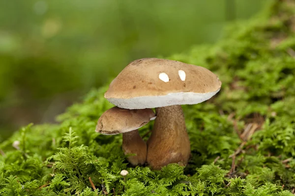 Boletus — Stock Photo, Image