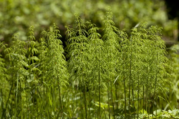 Horsetail — Stock Photo, Image