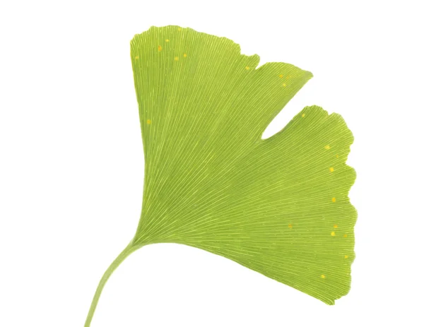 Ginkgo biloba — Stock Photo, Image