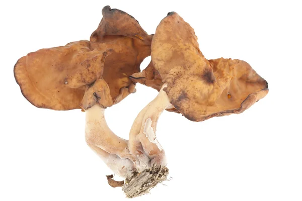 Gyromitra 长鞭 — 图库照片