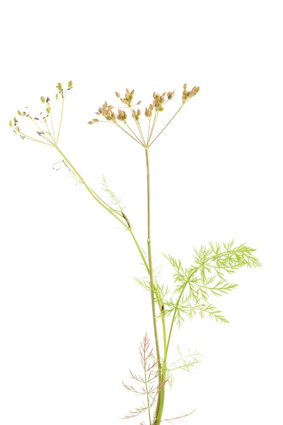 Plant cumin — Stock Photo, Image