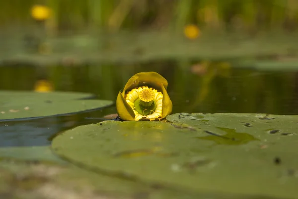 River with flowers — Stock Photo, Image