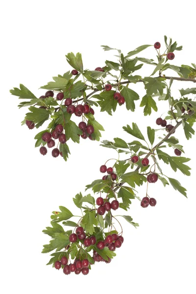 Hawthorn — Stock Photo, Image