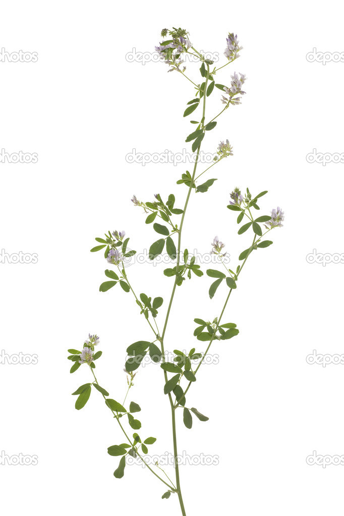 Flower lucerne