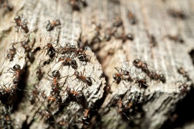 Ant hill