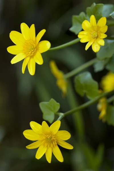 Smörblomma — Stockfoto