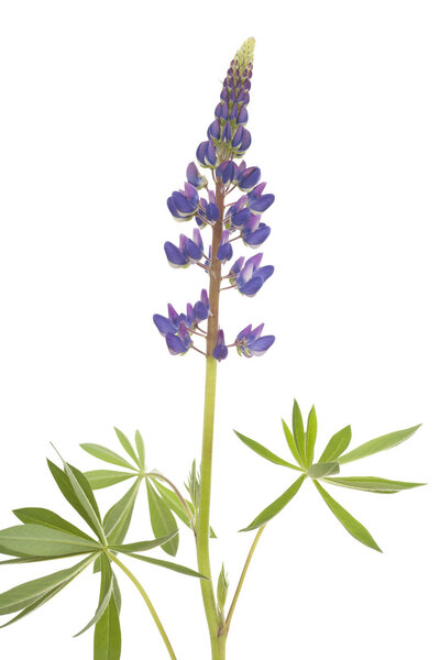 Flower of lupin
