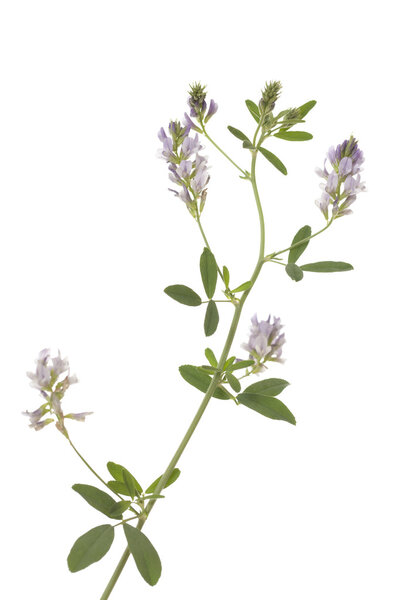 Цветочная люцерна
