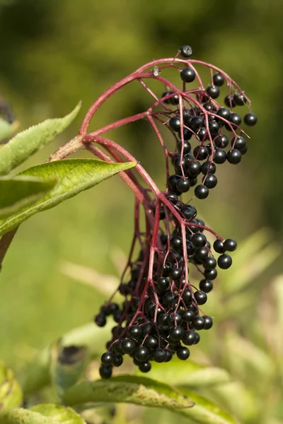 Bacche di sambuco — Foto Stock