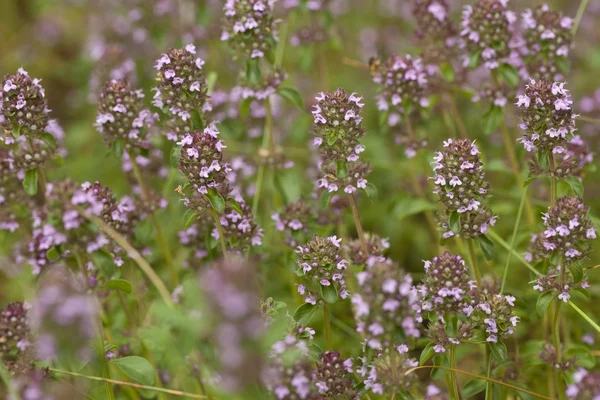 Purple thyme — Stock Photo, Image