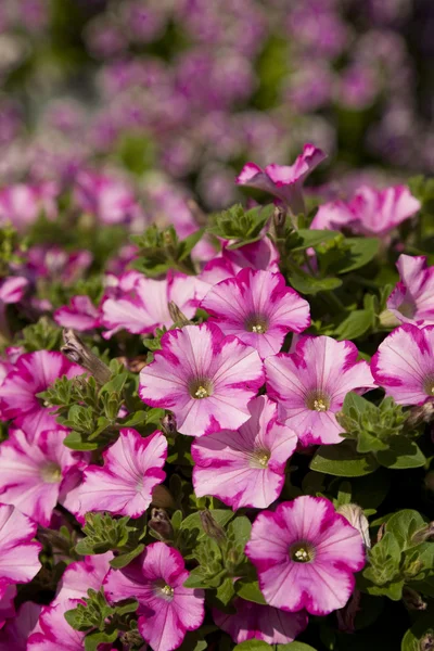 Petunia rosa — Foto Stock