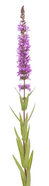 Purple loosestrife — Stock Photo, Image