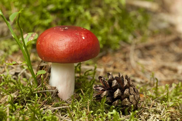 Fungo di Russula — Foto Stock