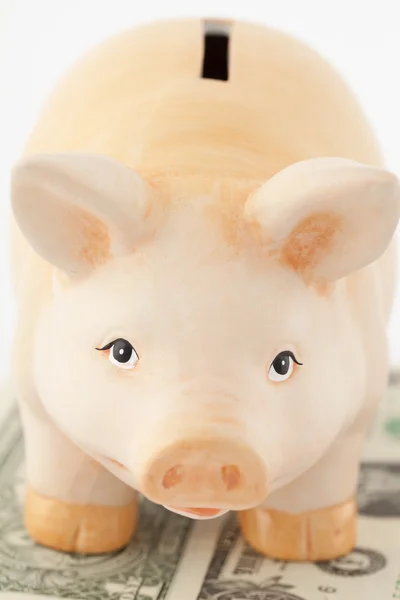 Cochon sur l'argent — Photo