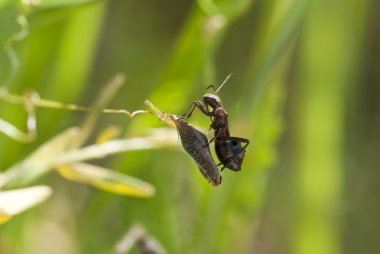 Himacerus mirmicoides