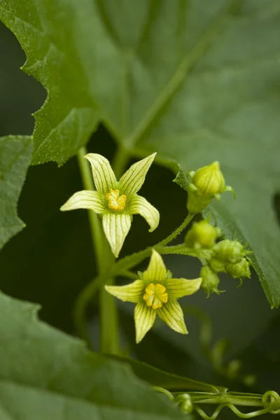 Flower Bryonia — Stock Photo, Image