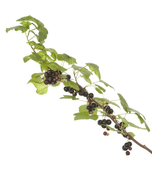 Black currant — Stock Photo, Image