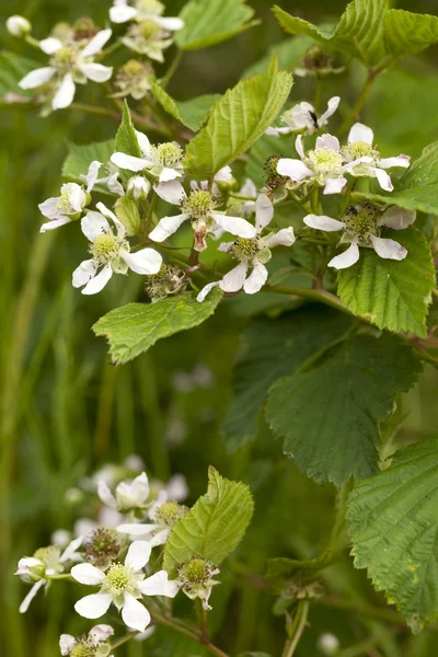 Brombeerbusch — Stockfoto