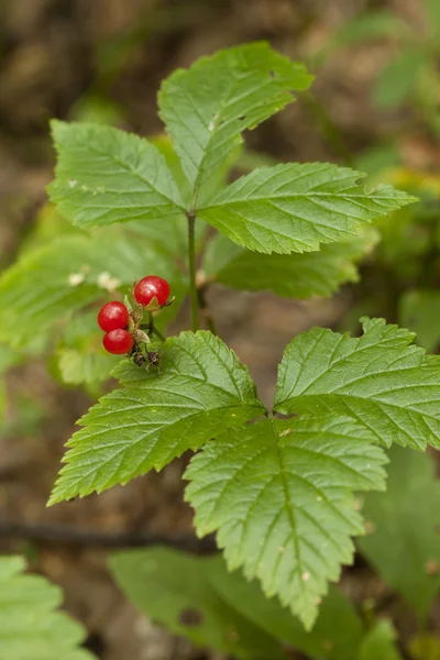 Rubus saxatilis — Fotografia de Stock