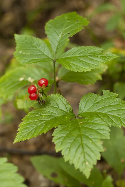 Rubus saxatilis — Stockfoto