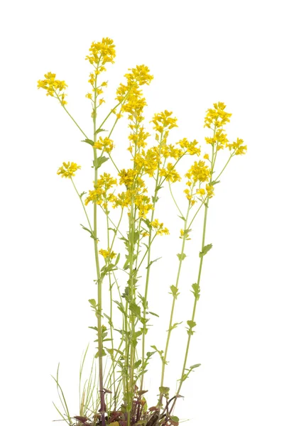 Barbarea vulgaris — Stockfoto