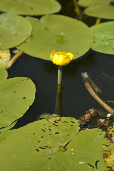 River with flowers — Stock Photo, Image