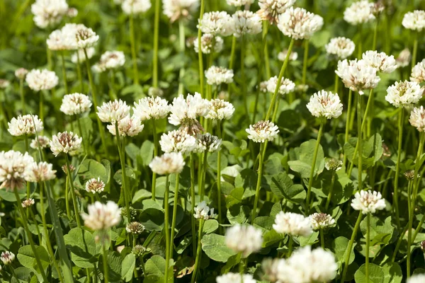 White clover — Stock Photo, Image