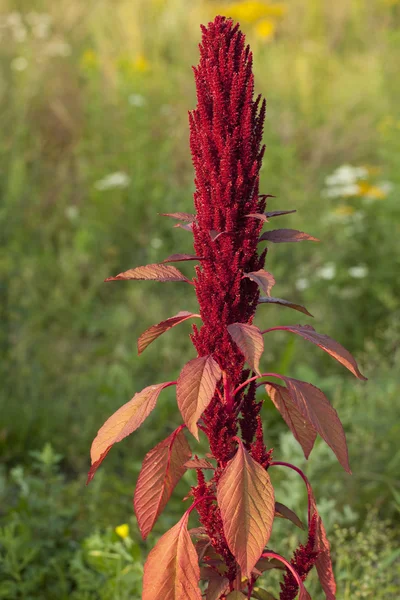 Amaranthus — Stock Fotó