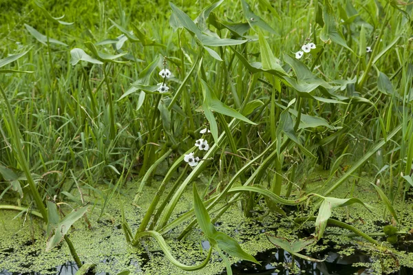 ウリカワの sagittifolia — ストック写真