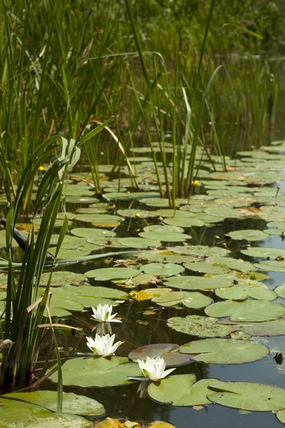 River with water lily — Stock Photo, Image