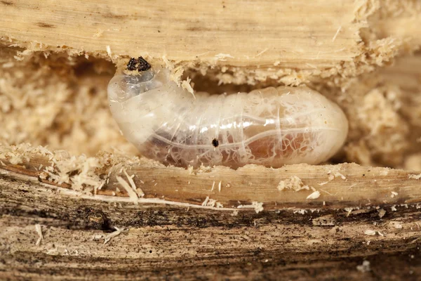 Larva grande — Foto de Stock
