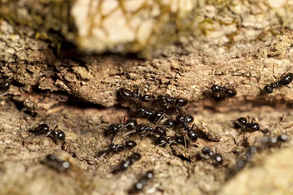 Hormiga negra —  Fotos de Stock