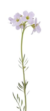 Cardamine pratensis