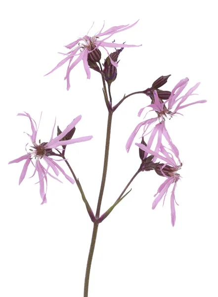 Lychnis flos-cuculi — Stock Photo, Image