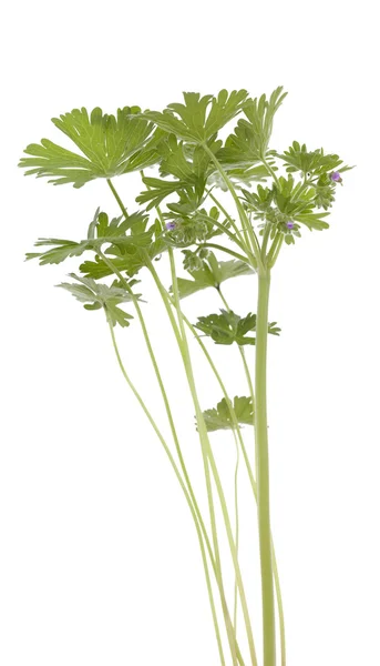 Geranium — Stock Photo, Image