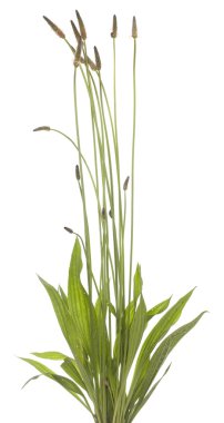 dar yapraklı sinirli ot