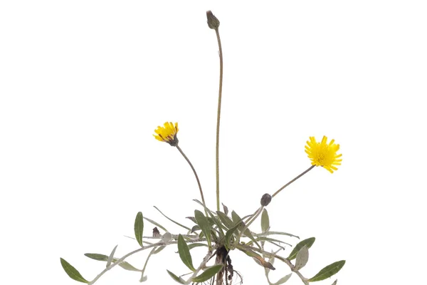 Hieracium pilosella — стокове фото