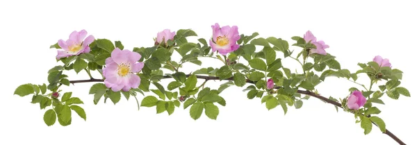 Rosa Ros — Stockfoto