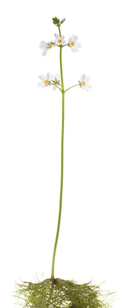 Hottonia palustris — Stock Photo, Image